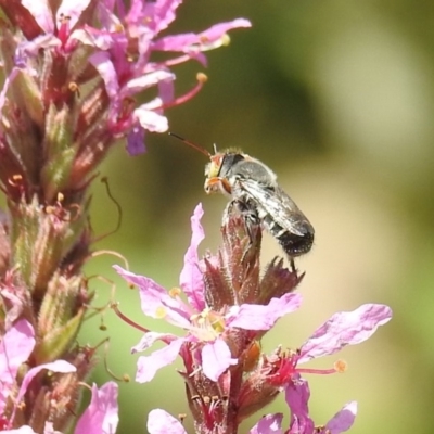 Megachile aurifrons (Golden-browed Resin Bee) at ANBG - 21 Feb 2019 by HelenCross