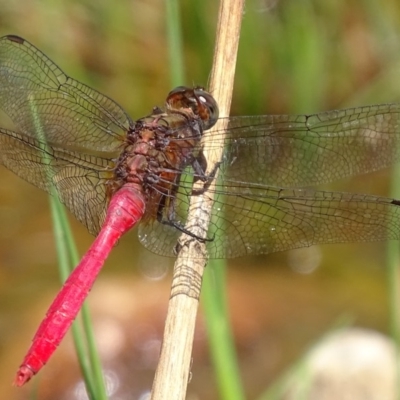 Orthetrum villosovittatum (Fiery Skimmer) at Rob Roy Range - 21 Feb 2019 by roymcd