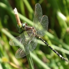 Synthemis eustalacta (Swamp Tigertail) at Rob Roy Range - 21 Feb 2019 by roymcd