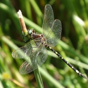 Synthemis eustalacta at Banks, ACT - 21 Feb 2019 03:00 PM