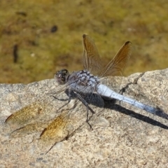 Orthetrum caledonicum (Blue Skimmer) at Banks, ACT - 21 Feb 2019 by roymcd