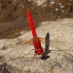 Diplacodes haematodes (Scarlet Percher) at Banks, ACT - 21 Feb 2019 by roymcd