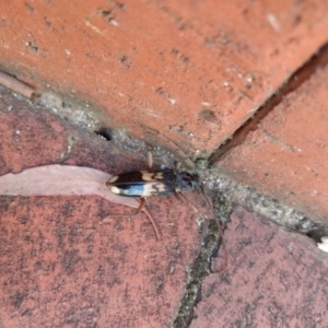 Phoracantha semipunctata at Acton, ACT - 12 Feb 2019