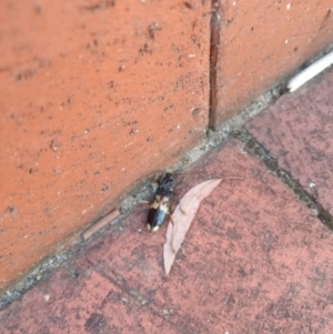 Phoracantha semipunctata at Acton, ACT - 12 Feb 2019