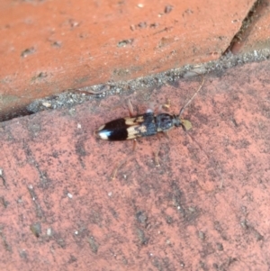 Phoracantha semipunctata at Acton, ACT - 12 Feb 2019