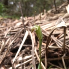 Diplodium decurvum (Summer greenhood) at Tallaganda National Park - 23 Jan 2019 by MattM