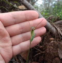 Diplodium decurvum at Harolds Cross, NSW - 23 Jan 2019