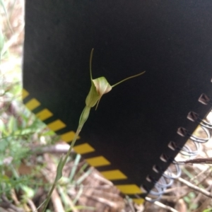 Diplodium decurvum at Harolds Cross, NSW - 23 Jan 2019