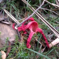 Clathrus archeri (Seastar Stinkhorn) at QPRC LGA - 23 Jan 2019 by MattM