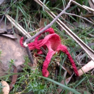 Clathrus archeri at Harolds Cross, NSW - 23 Jan 2019