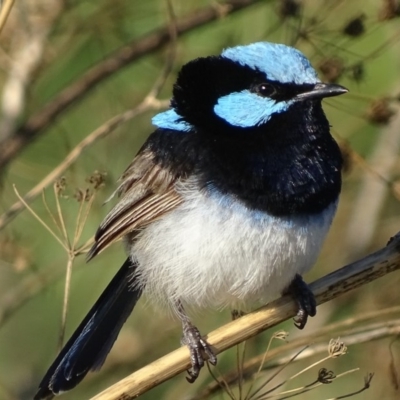 Malurus cyaneus (Superb Fairywren) at Fyshwick, ACT - 13 Feb 2019 by roymcd