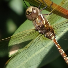 Adversaeschna brevistyla (Blue-spotted Hawker) at Griffith, ACT - 15 Feb 2019 by roymcd