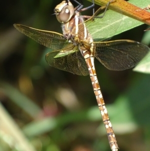 Adversaeschna brevistyla at Griffith, ACT - 15 Feb 2019