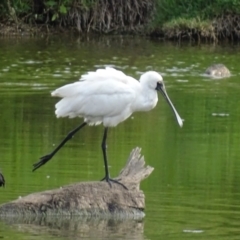 Platalea regia (Royal Spoonbill) at Fyshwick, ACT - 17 Feb 2019 by roymcd