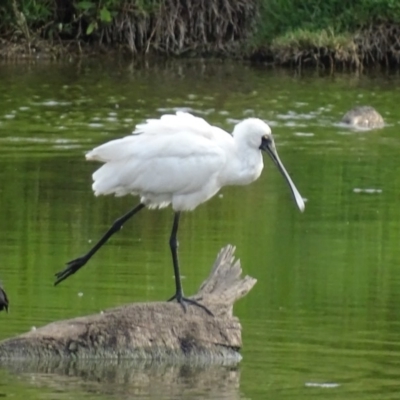 Platalea regia (Royal Spoonbill) at Jerrabomberra Wetlands - 17 Feb 2019 by roymcd