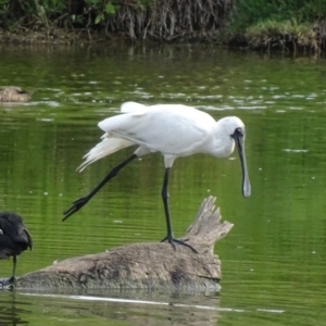 Platalea regia at Fyshwick, ACT - 17 Feb 2019