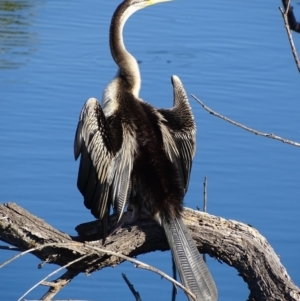 Anhinga novaehollandiae at Fyshwick, ACT - 13 Feb 2019 06:21 PM