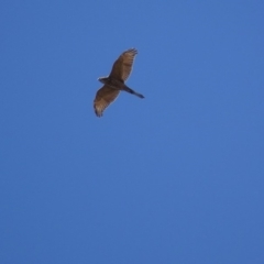 Tachyspiza fasciata (Brown Goshawk) at Garran, ACT - 13 Feb 2019 by roymcd