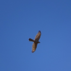 Accipiter fasciatus at Garran, ACT - 13 Feb 2019