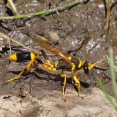 Sceliphron laetum (Common mud dauber wasp) at Banks, ACT - 21 Feb 2019 by roymcd