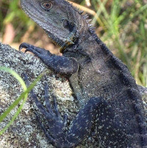 Intellagama lesueurii howittii at Paddys River, ACT - 19 Feb 2019 05:01 PM