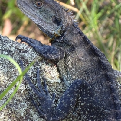 Intellagama lesueurii howittii (Gippsland Water Dragon) at Paddys River, ACT - 19 Feb 2019 by roymcd