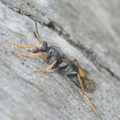 Therevidae (family) (Unidentified stiletto fly) at Black Mountain - 19 Feb 2019 by Harrisi