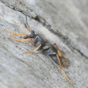 Therevidae (family) at Acton, ACT - 20 Feb 2019 10:14 AM