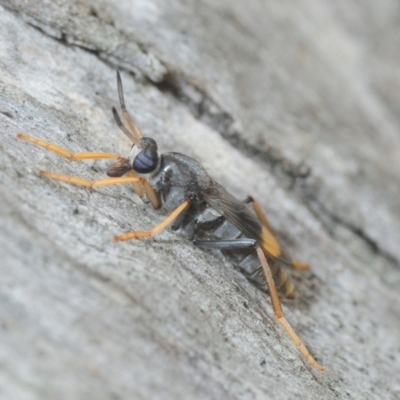 Therevidae (family) (Unidentified stiletto fly) at Acton, ACT - 20 Feb 2019 by Harrisi