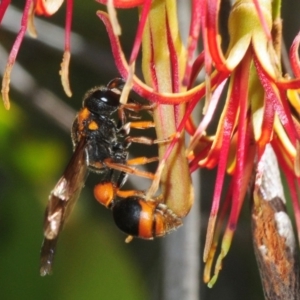 Eumeninae (subfamily) at Hall, ACT - 19 Feb 2019