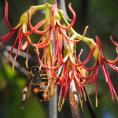 Eumeninae (subfamily) at Hall, ACT - 19 Feb 2019