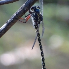 Austroaeschna multipunctata (Multi-spotted Darner) at Paddys River, ACT - 19 Feb 2019 by roymcd