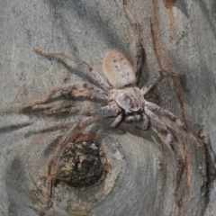 Isopeda sp. (genus) (Huntsman Spider) at Hall, ACT - 19 Feb 2019 by Harrisi