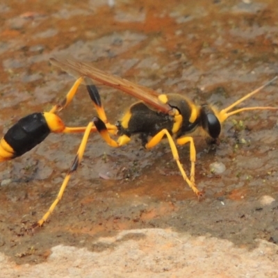 Sceliphron laetum (Common mud dauber wasp) at Rob Roy Range - 16 Feb 2019 by michaelb