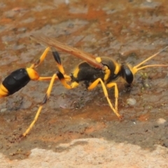 Sceliphron laetum (Common mud dauber wasp) at Banks, ACT - 16 Feb 2019 by michaelb
