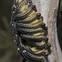 Perginae sp. (subfamily) (Unidentified pergine sawfly) at Cotter River, ACT - 21 Feb 2019 by JudithRoach