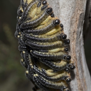 Perginae sp. (subfamily) at Cotter River, ACT - 21 Feb 2019