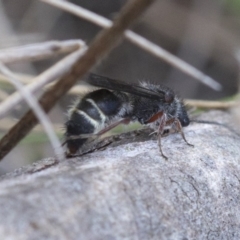 Mutillidae (family) (Unidentified Mutillid wasp or velvet ant) at Namadgi National Park - 21 Feb 2019 by JudithRoach