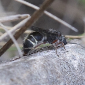 Mutillidae (family) at Namadgi National Park - 21 Feb 2019 03:54 PM