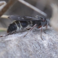 Mutillidae (family) at Namadgi National Park - 21 Feb 2019 03:54 PM