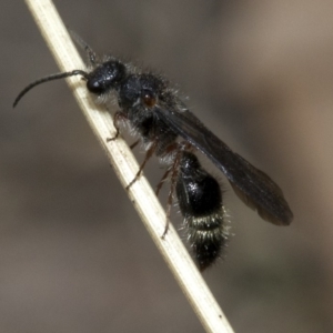 Mutillidae (family) at Namadgi National Park - 21 Feb 2019