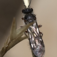 Mutillidae (family) at Namadgi National Park - 21 Feb 2019 03:54 PM