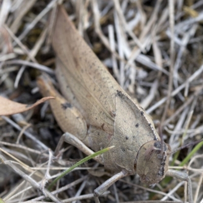 Goniaea carinata (Black kneed gumleaf grasshopper) at Namadgi National Park - 21 Feb 2019 by JudithRoach