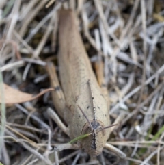 Goniaea carinata at Cotter River, ACT - 21 Feb 2019