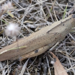 Goniaea carinata at Cotter River, ACT - 21 Feb 2019 04:00 PM