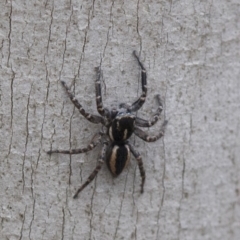 Jotus sp. (genus) (Unidentified Jotus Jumping Spider) at Cotter River, ACT - 21 Feb 2019 by JudithRoach