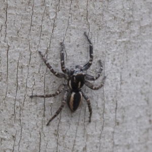 Jotus sp. (genus) at Cotter River, ACT - 21 Feb 2019 04:12 PM