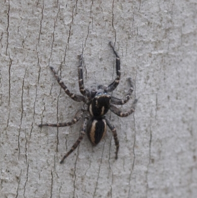 Jotus sp. (genus) (Unidentified Jotus Jumping Spider) at Namadgi National Park - 21 Feb 2019 by JudithRoach