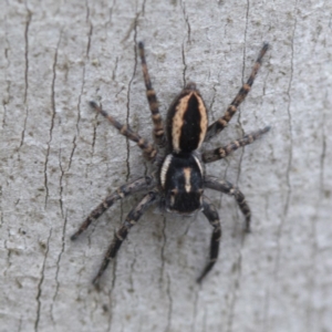 Jotus sp. (genus) at Cotter River, ACT - 21 Feb 2019 04:12 PM