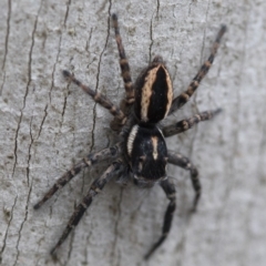 Jotus sp. (genus) at Cotter River, ACT - 21 Feb 2019